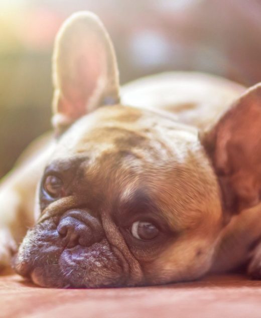 Natural Small Breed Dog Food