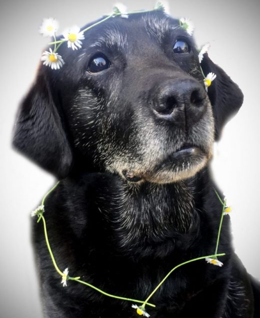 Natural Senior Dog Food