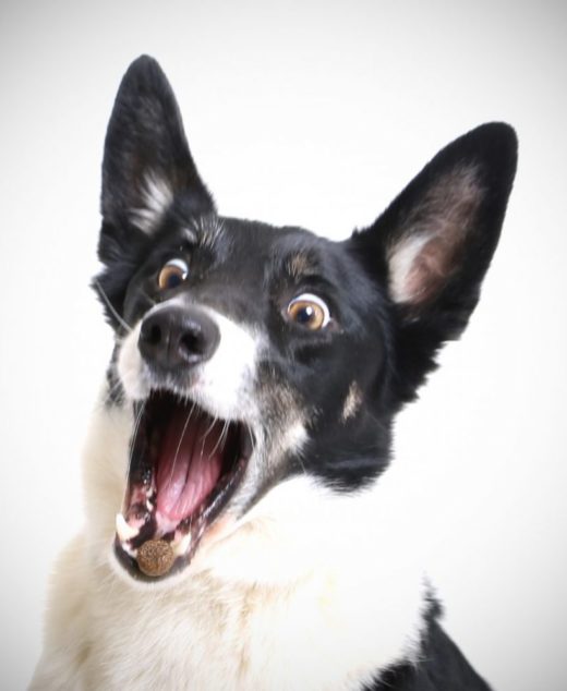 Natural Dog Treats