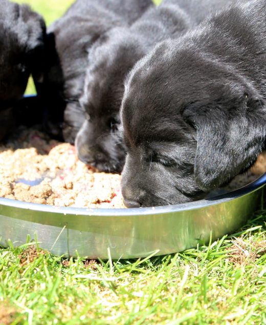 Natural Puppy Dog Food