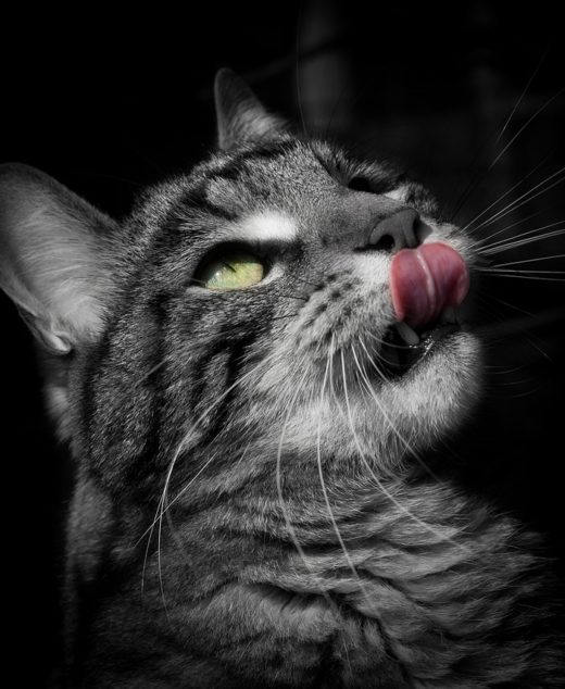 Cat Food