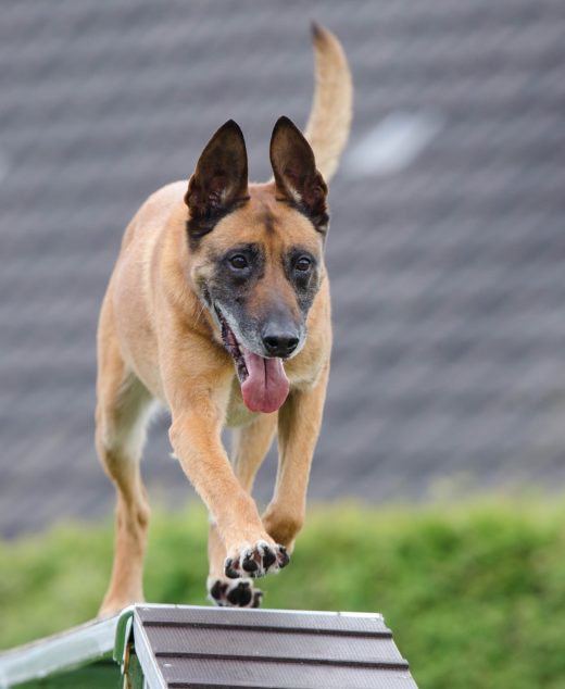 Performance Adult Dog Food